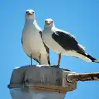 amigas inseparables