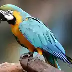 guacamayo