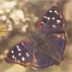 MARIPOSA02