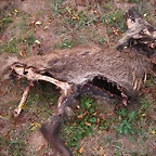 lobo (1)