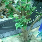 Arboles espesos 002 (Small)