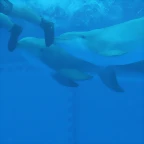 Zoo de Barcelona 587