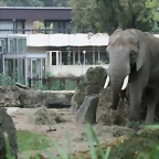 Zoos Duisburg y Krefeld 02-10-09 555