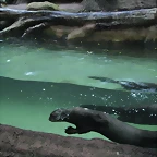 Zoos Duisburg y Krefeld 02-10-09 557