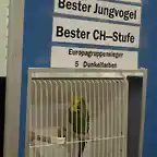 5. Europagruppensieger-DunkelFarben&Bester Jungvogel