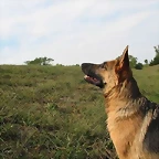 Las%20diez%20razas%20de%20perros%20mas%20inteligentes%20del%20mundo%203