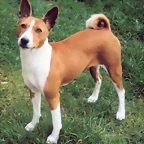 basenji