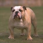 bulldog74