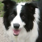 border-collie1