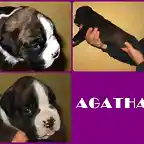 agatha presentacion