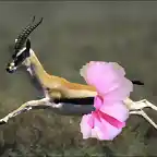 gazelle-picture