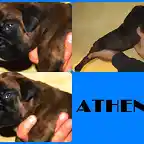 ATHENA PRESENTACION