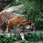 Zoo de Barcelona 30-11-2010 384