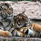 Zoo de Barcelona 30-11-2010 159