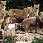 Zoo de Barcelona 30-11-2010 272