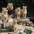 Zoo de Barcelona 30-11-2010 298