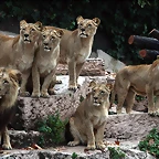 Zoo de Barcelona 30-11-2010 404