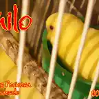 2012 001 MILO