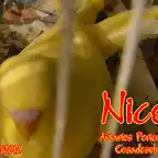 2012 003 NICO