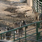 Zoo de Barcelona 09-02-11 600