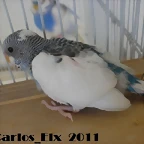 1 pollo 23-2-11