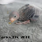5 pollo  23-2-11