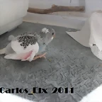 2 pollo  23-2-11