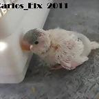 3 pollo  23-2-11