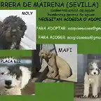 PERRERA DE MAIRENA