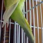Rikky