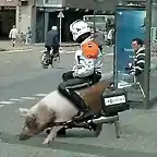 cerdo-moto