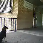 Perro esperando a su amo en puerta del Hospital