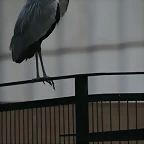 Zoo de Barcelona 18-11-10 274