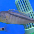 Buccochromis rhoadesii
