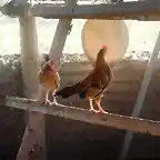 pollos