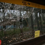 Zoo de Barcelona 28-01-11 007