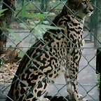 Zoos Wuppertal, Dortmund y Gelsenkirchen 01-10-09 047