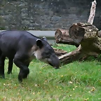 Zoos Wuppertal, Dortmund y Gelsenkirchen 01-10-09 041