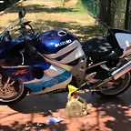 TL1000RR itv