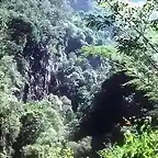 bosques cubanos