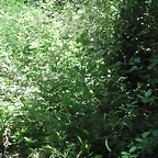 almedijar 097