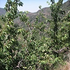 almedijar 091
