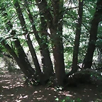 almedijar 113