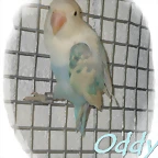 agapornis sable pastel azul