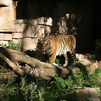 Zoo de Barcelona 05-11-10 061