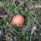 Amanita-2