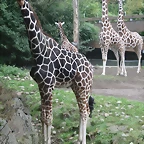 Zoos Duisburg y Krefeld 02-10-09 017