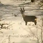 Ciervo en la nieve