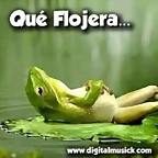 pachorra