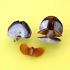 02_Tetraclinis-articulata-araar-sabina-Cartagena-frutos-semilla
